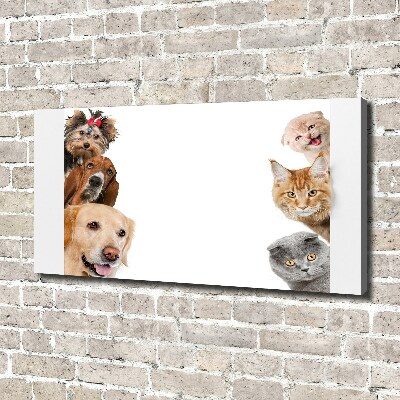 Foto canvas Honden en katten