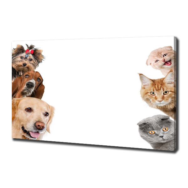 Foto canvas Honden en katten