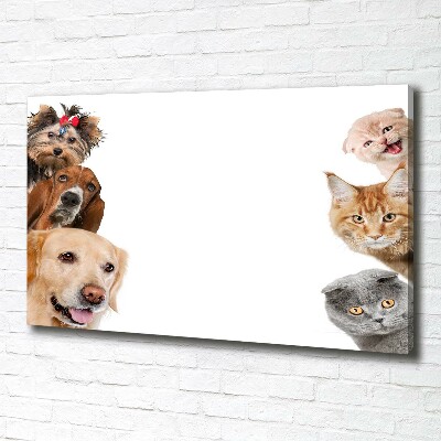 Foto canvas Honden en katten