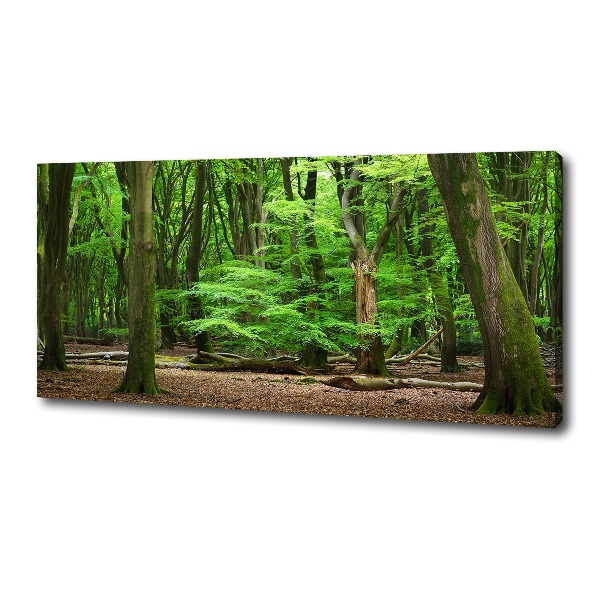Foto op canvas Nederlands bos