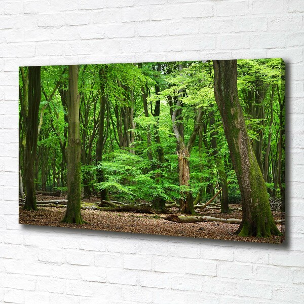 Foto op canvas Nederlands bos