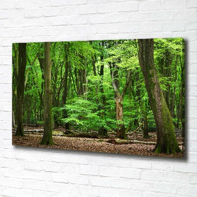 Foto op canvas Nederlands bos