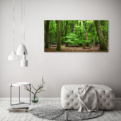 Foto op canvas Nederlands bos