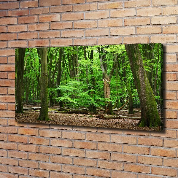 Foto op canvas Nederlands bos