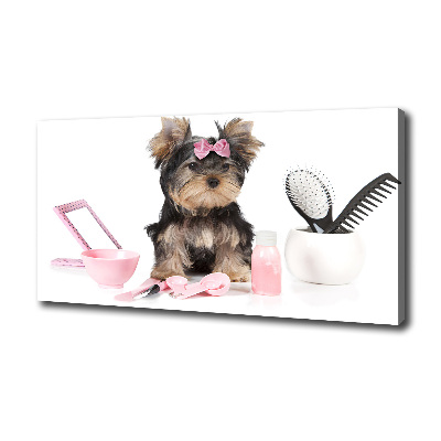 Foto obraz na płótnie Yorkshire kosmetyka