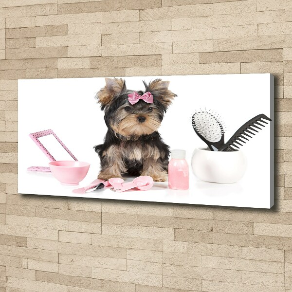 Canvas foto Yorkshire cosmetica