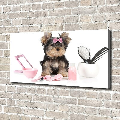 Canvas foto Yorkshire cosmetica