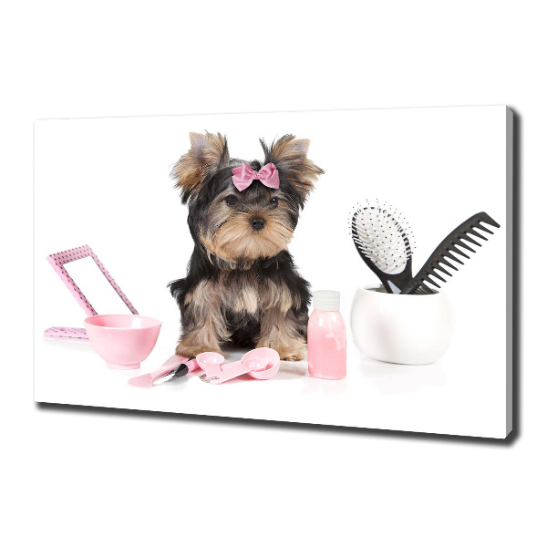 Canvas foto Yorkshire cosmetica