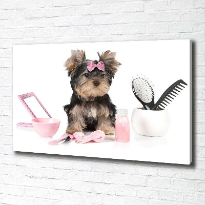 Canvas foto Yorkshire cosmetica