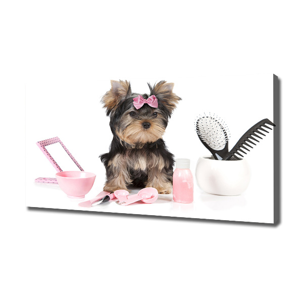 Canvas foto Yorkshire cosmetica