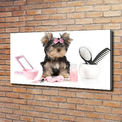 Canvas foto Yorkshire cosmetica