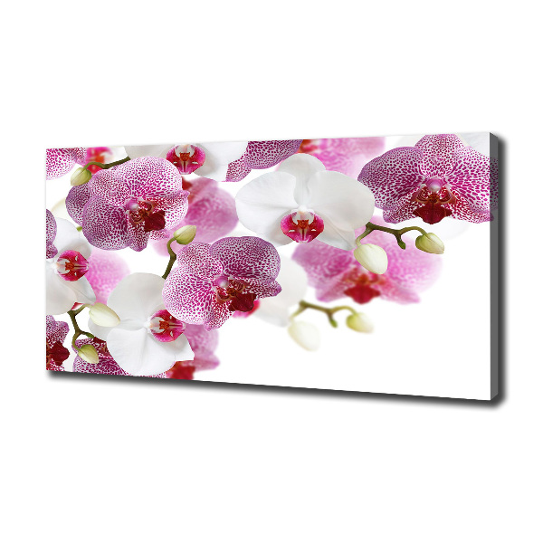 Foto obraz canvas Orchidea