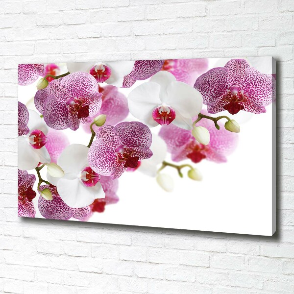 Foto obraz canvas Orchidea