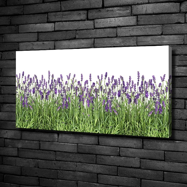 Canvas schilderij Lavendelbloemen