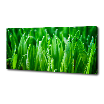 Schilderij op canvas Gras