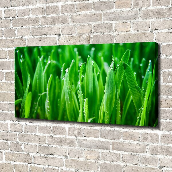 Schilderij op canvas Gras