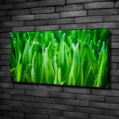 Schilderij op canvas Gras