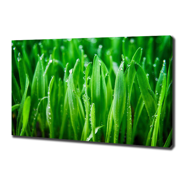 Schilderij op canvas Gras