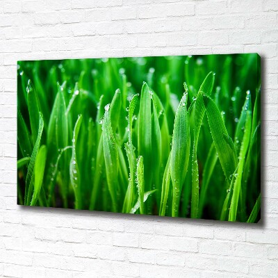Schilderij op canvas Gras