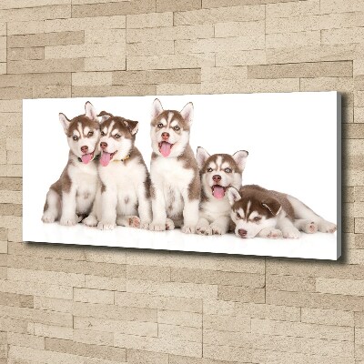 Canvas foto Husky-puppy's