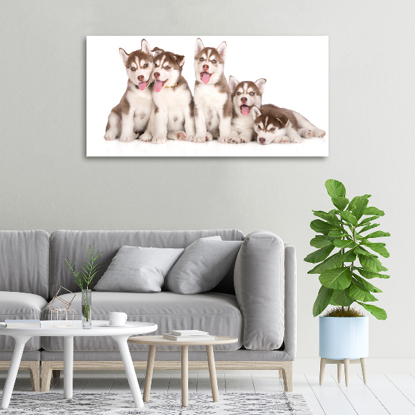 Canvas foto Husky-puppy's