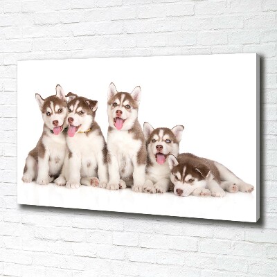 Canvas foto Husky-puppy's