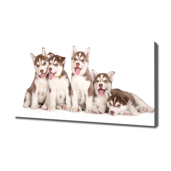 Canvas foto Husky-puppy's