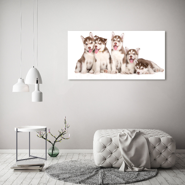 Canvas foto Husky-puppy's