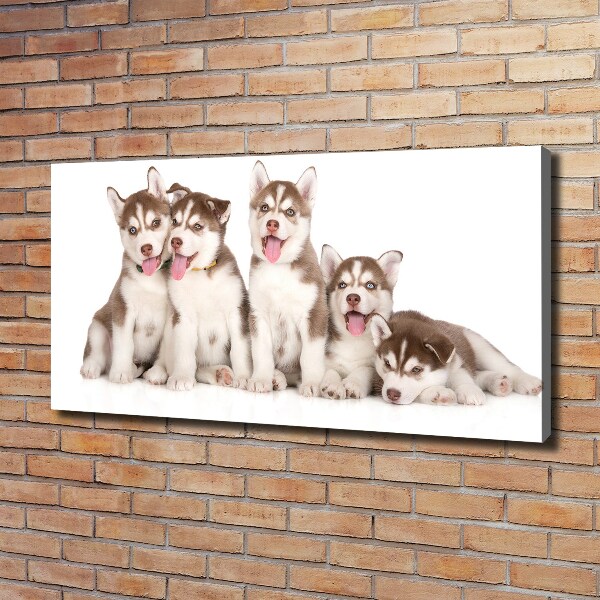 Canvas foto Husky-puppy's