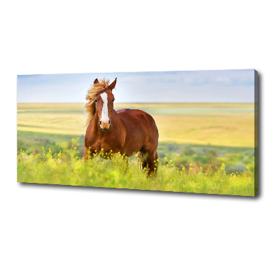 Foto canvas Bruin paard