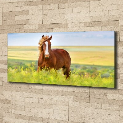 Foto canvas Bruin paard