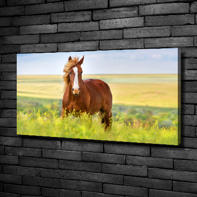 Foto canvas Bruin paard