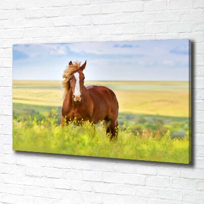 Foto canvas Bruin paard