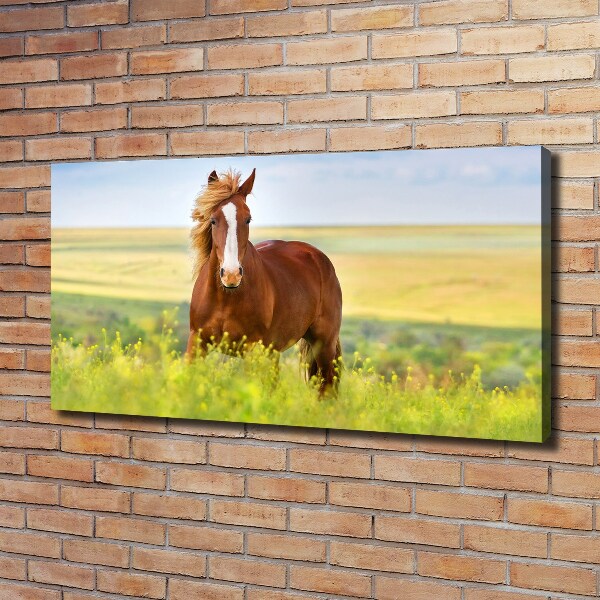 Foto canvas Bruin paard
