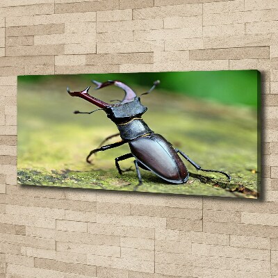 Foto op canvas Kever