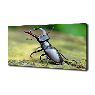 Foto obraz canvas Chrząszcz