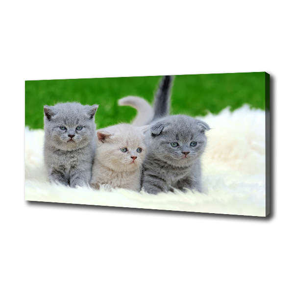 Foto canvas Drie katten op een deken