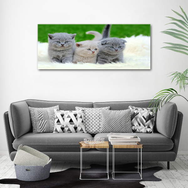 Foto canvas Drie katten op een deken