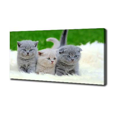 Foto canvas Drie katten op een deken