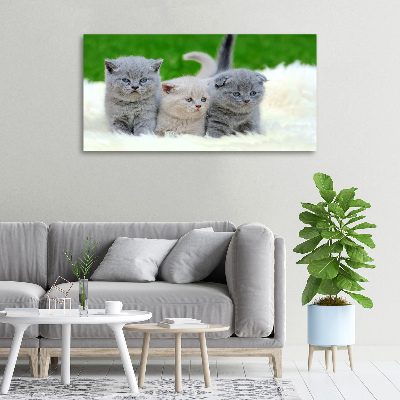 Foto canvas Drie katten op een deken