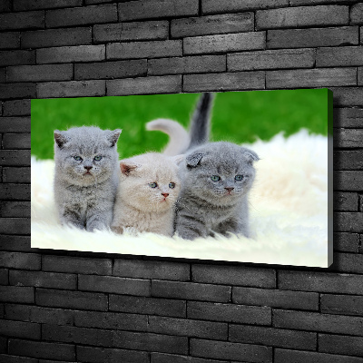 Foto canvas Drie katten op een deken