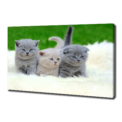 Foto canvas Drie katten op een deken