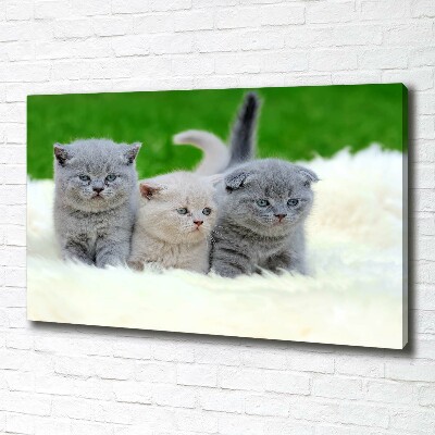 Foto canvas Drie katten op een deken