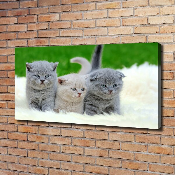 Foto canvas Drie katten op een deken