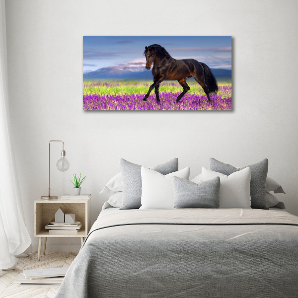 Foto op canvas Een paard in een lavendelveld