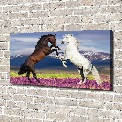 Canvas foto Vechtende paarden van de bergen
