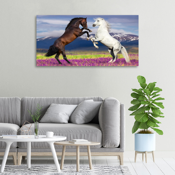 Canvas foto Vechtende paarden van de bergen