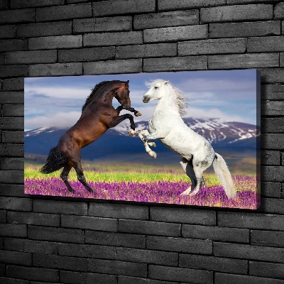 Canvas foto Vechtende paarden van de bergen