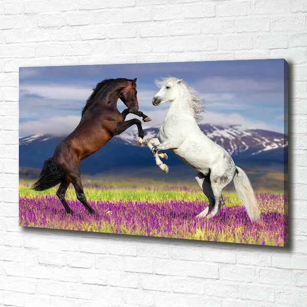 Canvas foto Vechtende paarden van de bergen