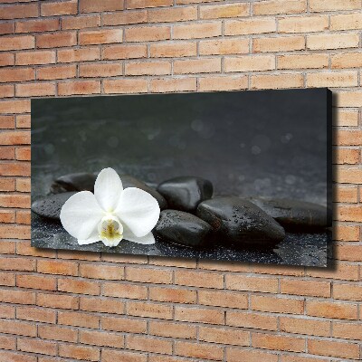 Foto obraz canvas Orchidea